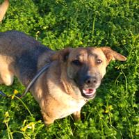 Cagnolina meticcio pastore tedesco giovane
