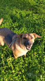 Cagnolina meticcio pastore tedesco giovane
