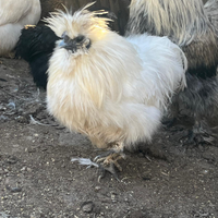 Galline e Galli moroseta