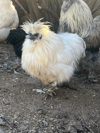 Galline e Galli moroseta