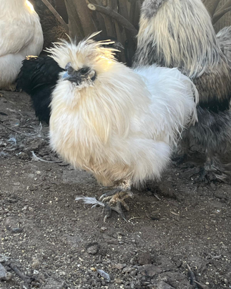 Galline e Galli moroseta