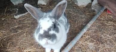 Conigli nani e testa di leone