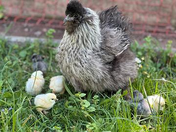 Pulcini di Moreseta e Cocincina