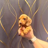 Cuccioli di bassotto color fulvo