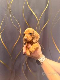 Cuccioli di bassotto color fulvo