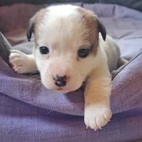 Cuccioli di jack russel