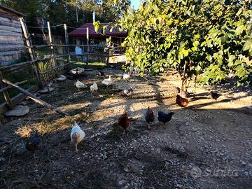 Polli ruspanti,più coppia araucana