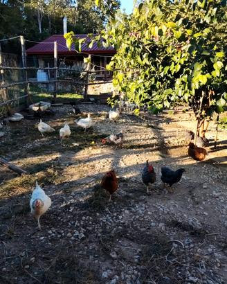 Polli ruspanti,più coppia araucana
