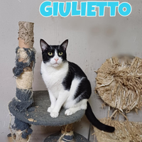 Giulietto gatto bianconero di tre anni