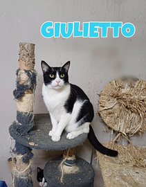 Giulietto gatto bianconero di tre anni