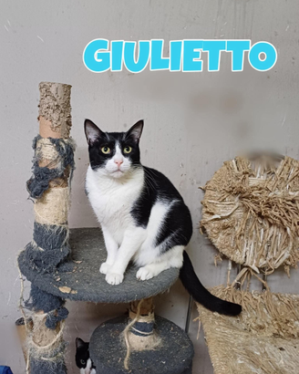 Giulietto gatto bianconero di tre anni