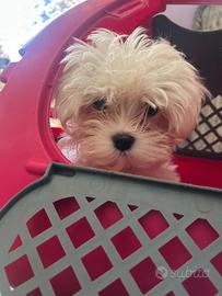 maltese troy