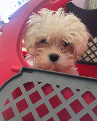 maltese troy