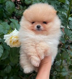 Spitz di pomerania fulvo