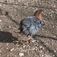Galline ornamentali