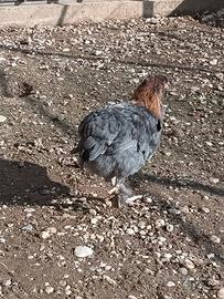 Galline ornamentali