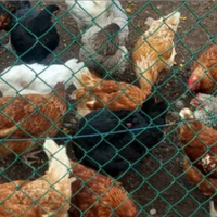 Galline ovaiole novelle