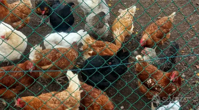 Galline ovaiole novelle