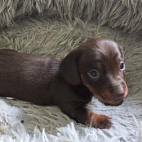 Bassotto tedesco nano kaninchen a pelo corto Enci