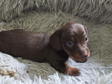 Bassotto tedesco nano kaninchen a pelo corto Enci