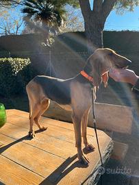 Cucciolo segugio italiano