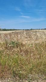 Terreno Agricolo Brindisi [Cod. rif 3320752VRG]