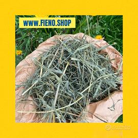 Fieno per porcellino d’India