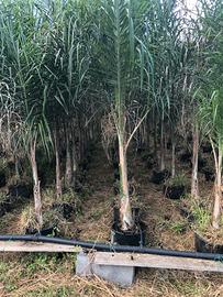 Palme cocos