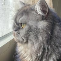 Gatto persiano per acopiare
