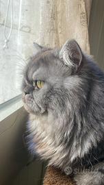 Gatto persiano per acopiare