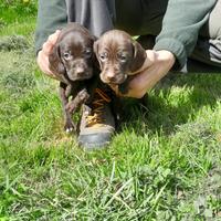 Due cuccioli maschi di bracco pointer