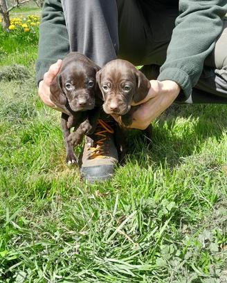Due cuccioli maschi di bracco pointer