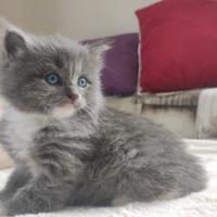 Cuccioli di gatto