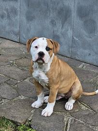 Cucciolo American Bulldog