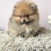 VOLPINI SPITZ & VOLPINO NANO di POMERANIA cuccioli