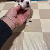 Bulldog inglese pedigree Enci