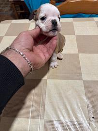 Bulldog inglese pedigree Enci