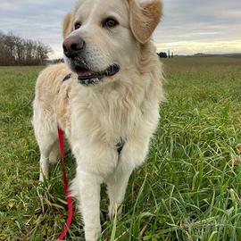 Pastore maremmano mix in adozione