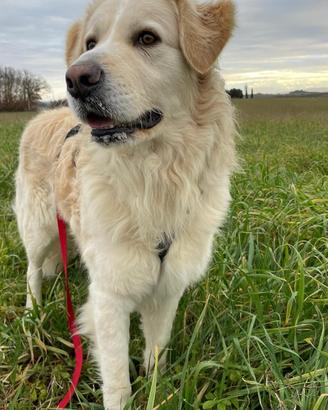 Pastore maremmano mix in adozione