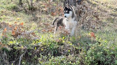 Siberian Husky
