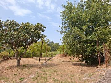 Rustico con terreno