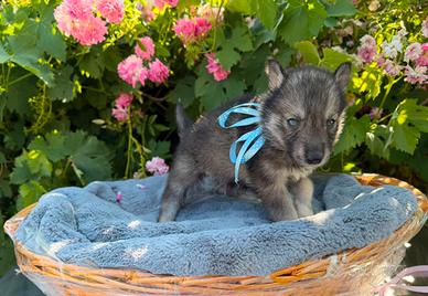 Siberian Husky con pedigree Enci