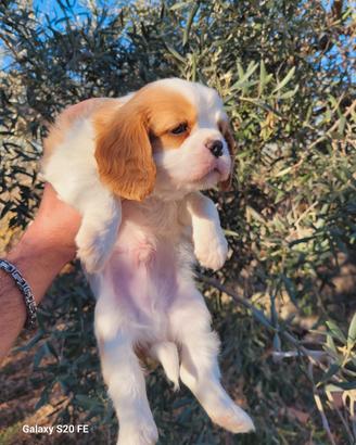 cuccioli cavalier king 