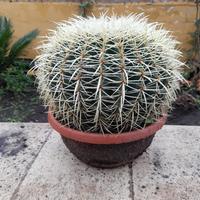 Pianta grassa Spinosa 