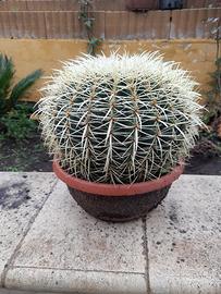 Pianta grassa Spinosa 