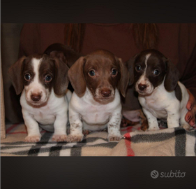 Cuccioli di bassotto