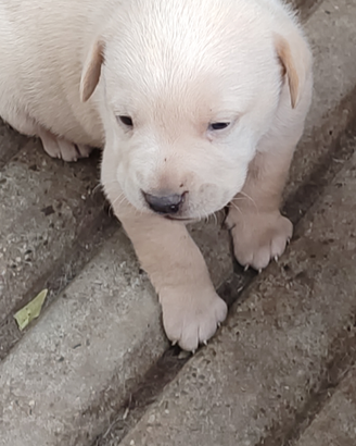 Cane corso cucciolo