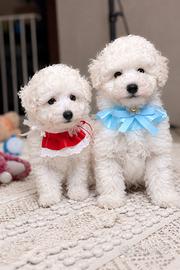 Cuccioli Barboncino Toy bianco maschi e femmine