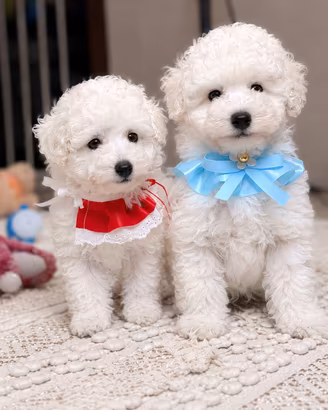 Cuccioli Barboncino Toy bianco maschi e femmine