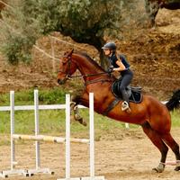 Cavallo castrone